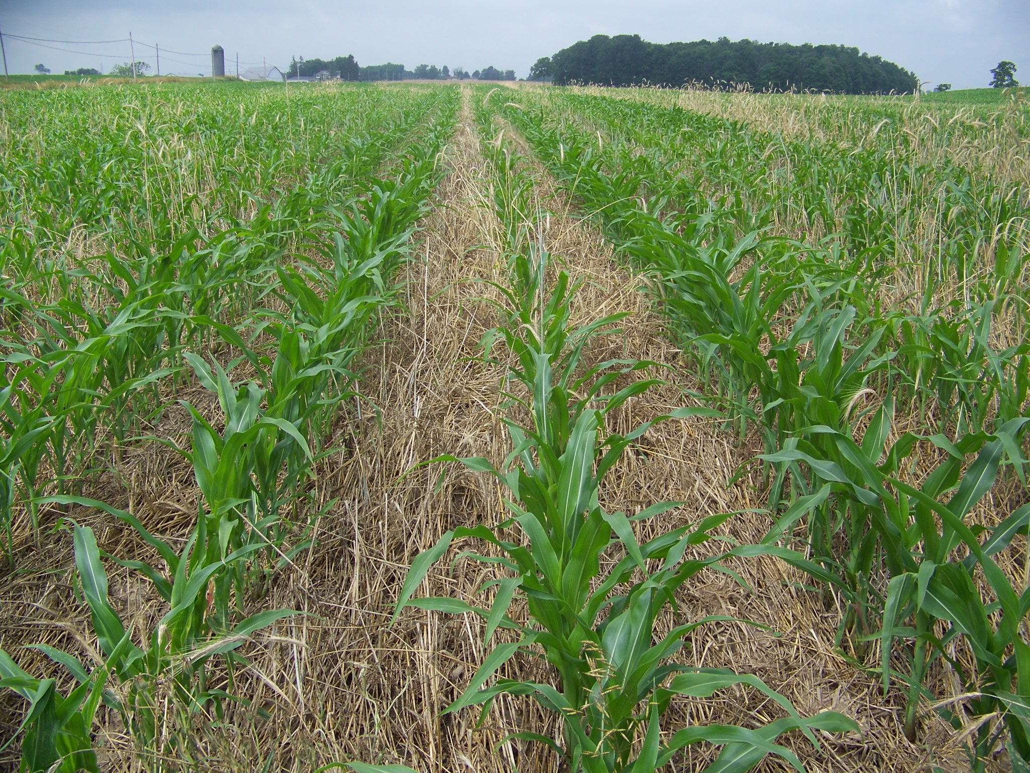 corn row