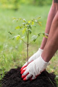 Close-up of hands in gloves planting a young tree sapling in fresh soil outdoors.