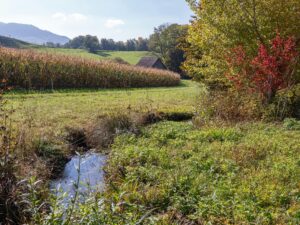 Idyllic rural scene with cornfield, small stream, and autumn foliage.